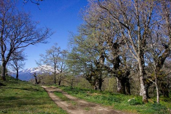 Bosco Santo Pietro